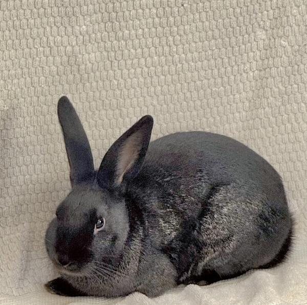 Enlarge Gimli, a Adoptable mixed breed in Kalamazoo, MI image 4/4