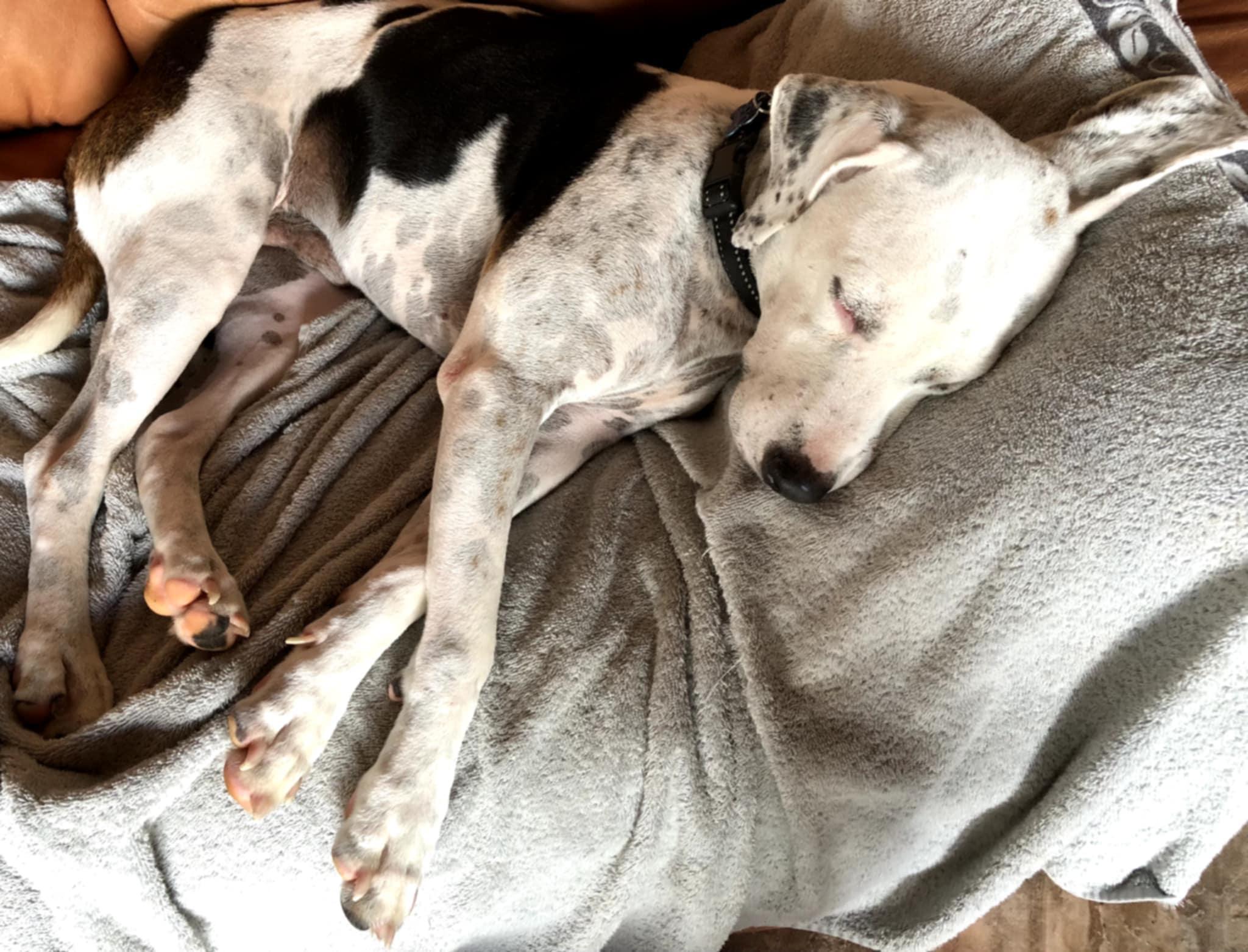 Beto & Pantera (Bonded Pair) photo 4
