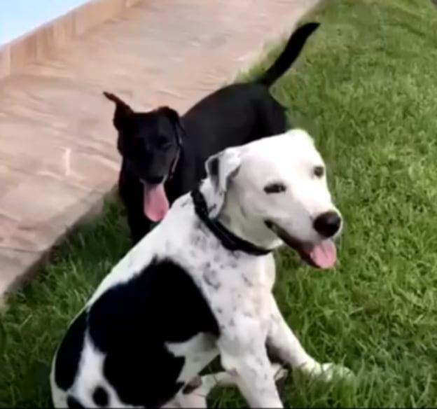 Beto & Pantera (Bonded Pair) photo 6