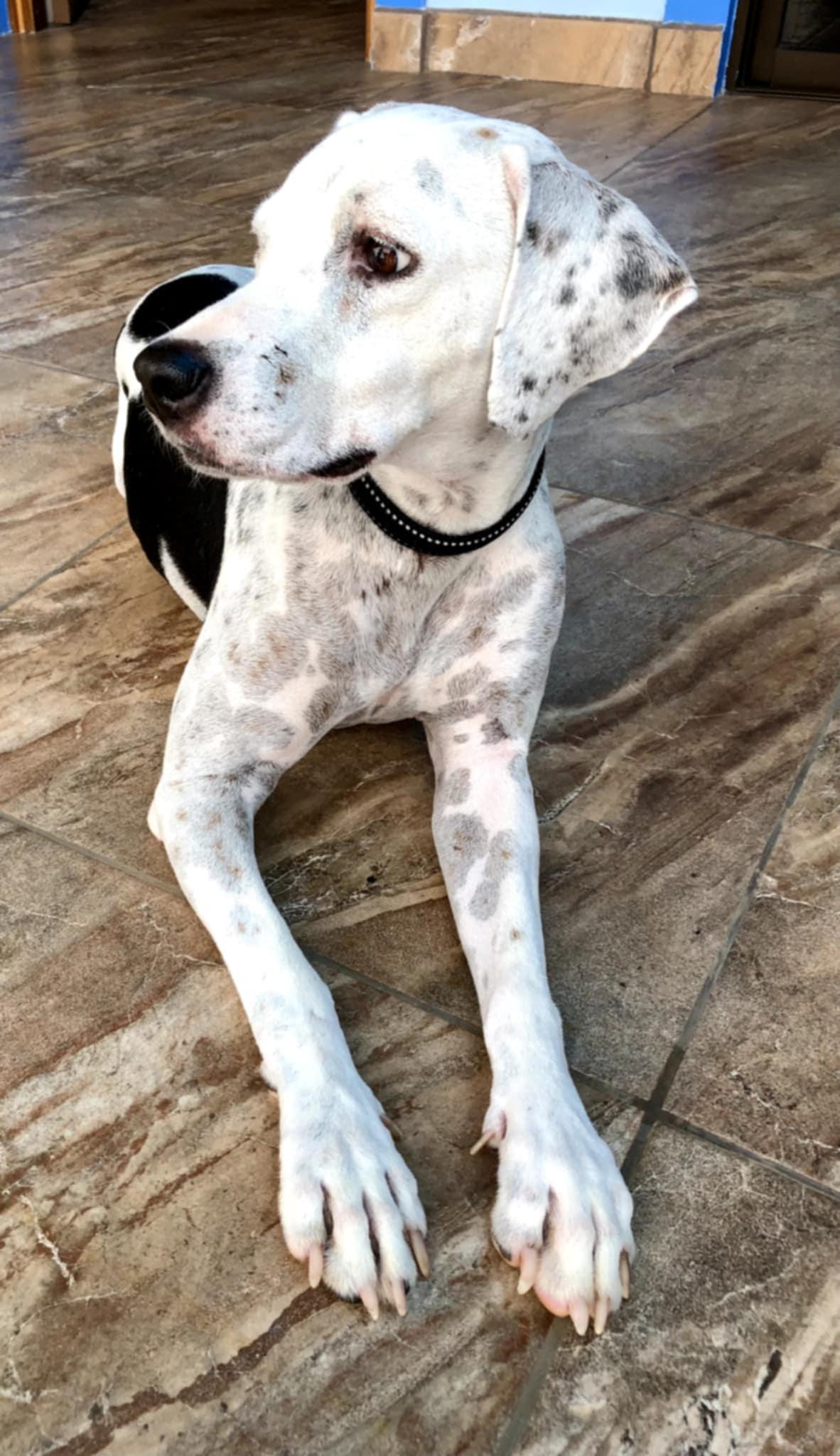 Beto & Pantera (Bonded Pair), Adult Female Mixed Breed