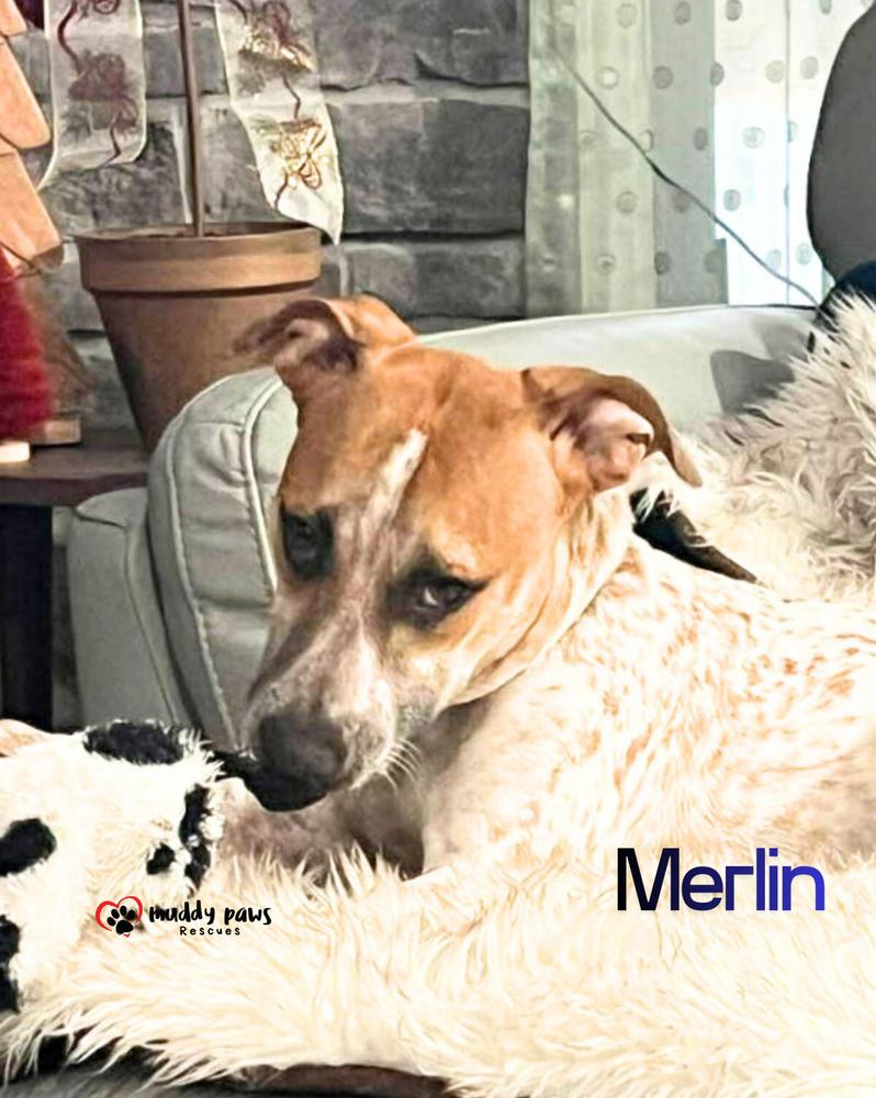 Merlin, Adoptable, Young Male Catahoula Leopard Dog & Cattle Dog.