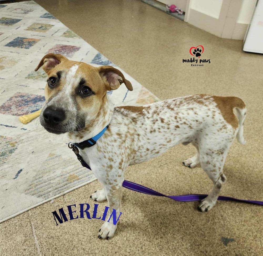 Enlarge Merlin, a Adoptable mixed breed in Council Bluffs, IA image 2/6