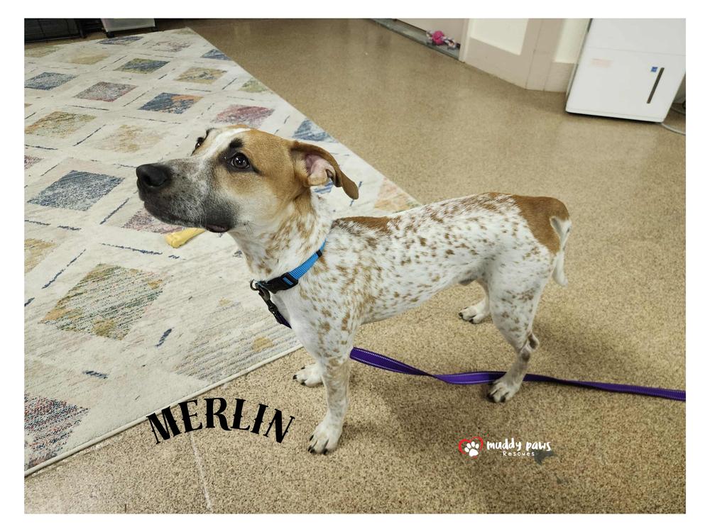 Enlarge Merlin, a Adoptable mixed breed in Council Bluffs, IA image 3/6