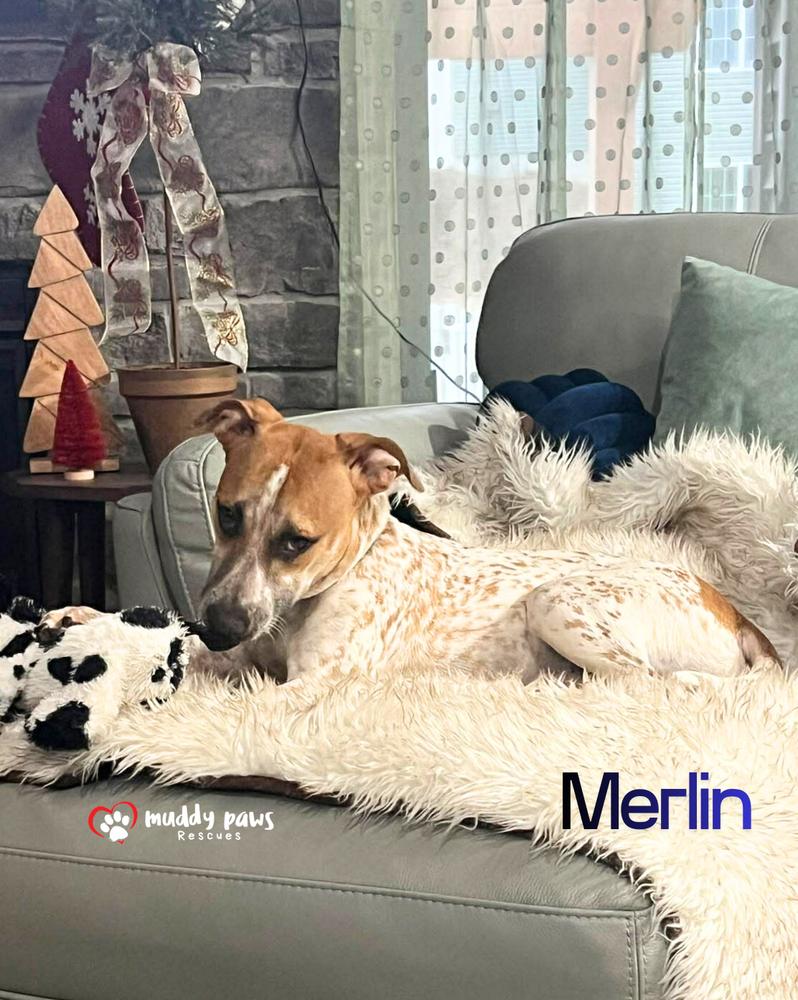 Enlarge Merlin, a Adoptable mixed breed in Council Bluffs, IA image 4/6