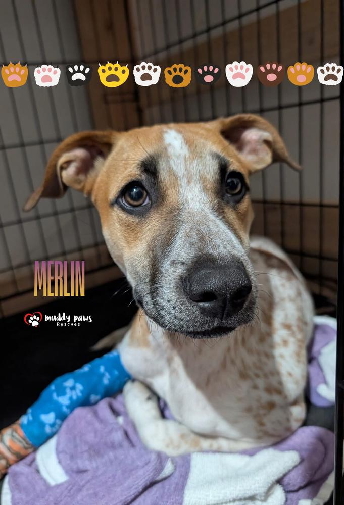 Enlarge Merlin, a Adoptable mixed breed in Council Bluffs, IA image 5/6