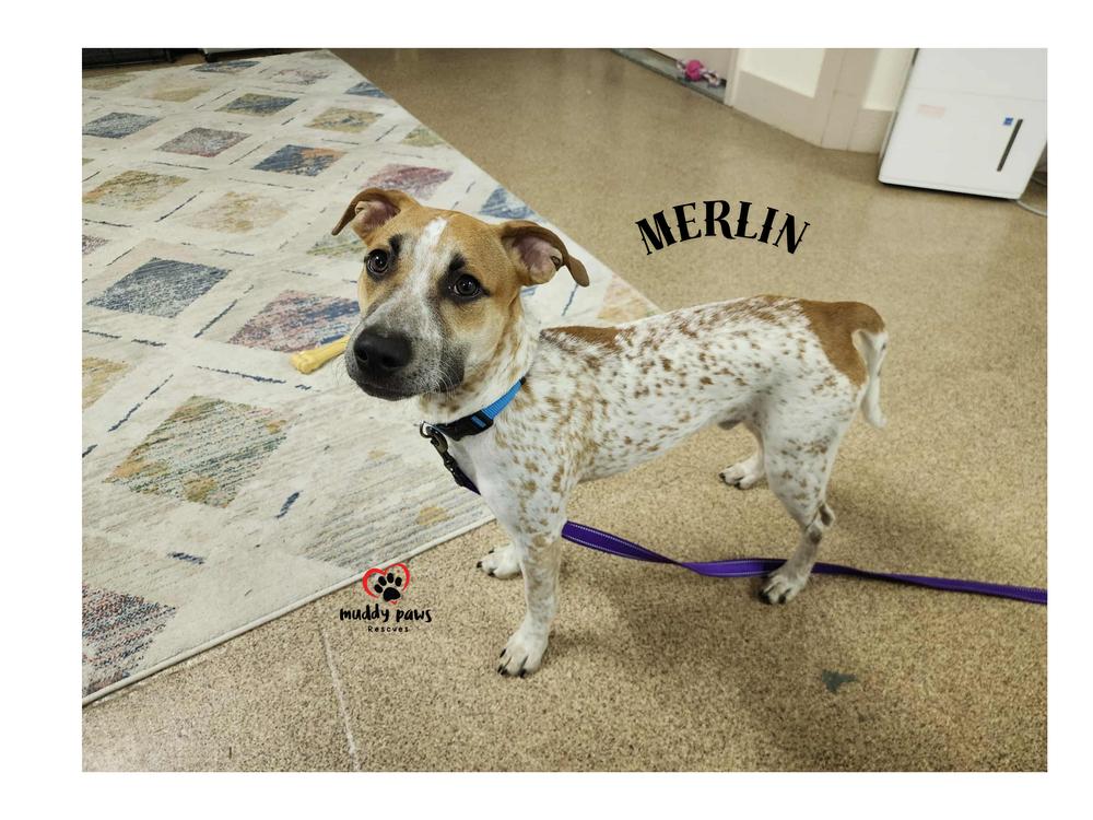 Enlarge Merlin, a Adoptable mixed breed in Council Bluffs, IA image 6/6