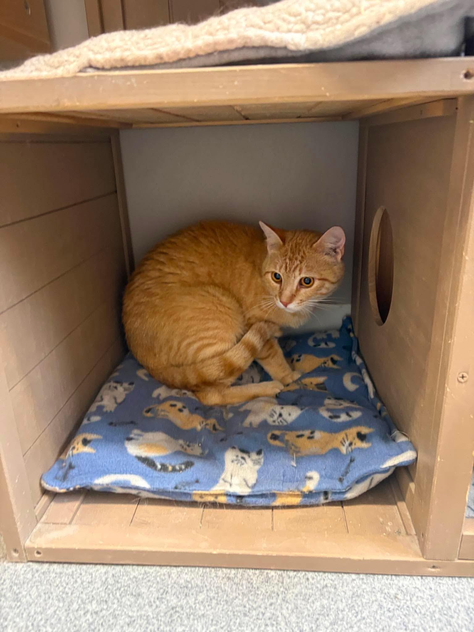 Enlarge David, a ADOPTABLE Domestic Short Hair in Seward, NE image 1/1