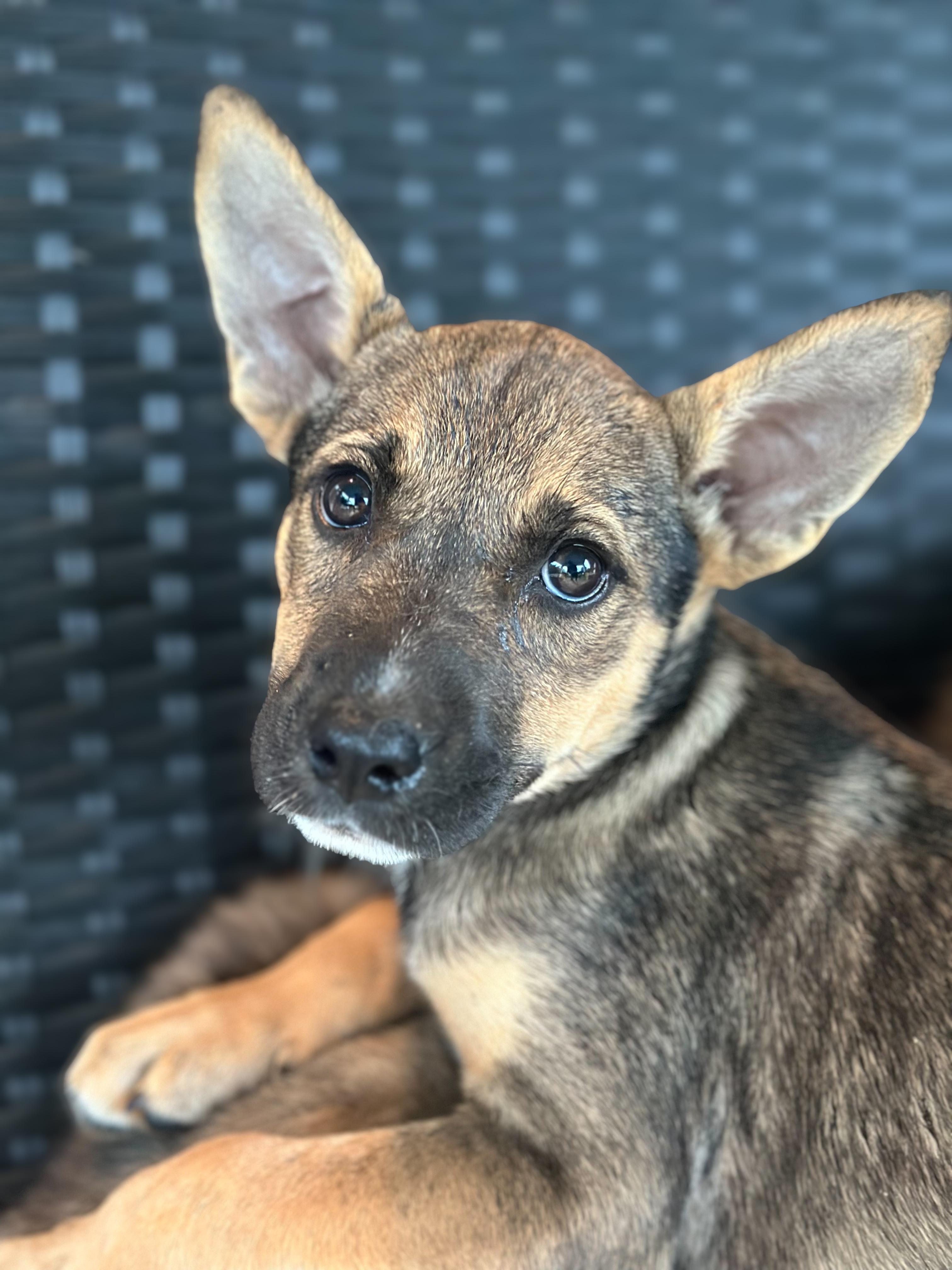 Telemachus, a Adoptable mixed breed in Richmond, VA image 4/6