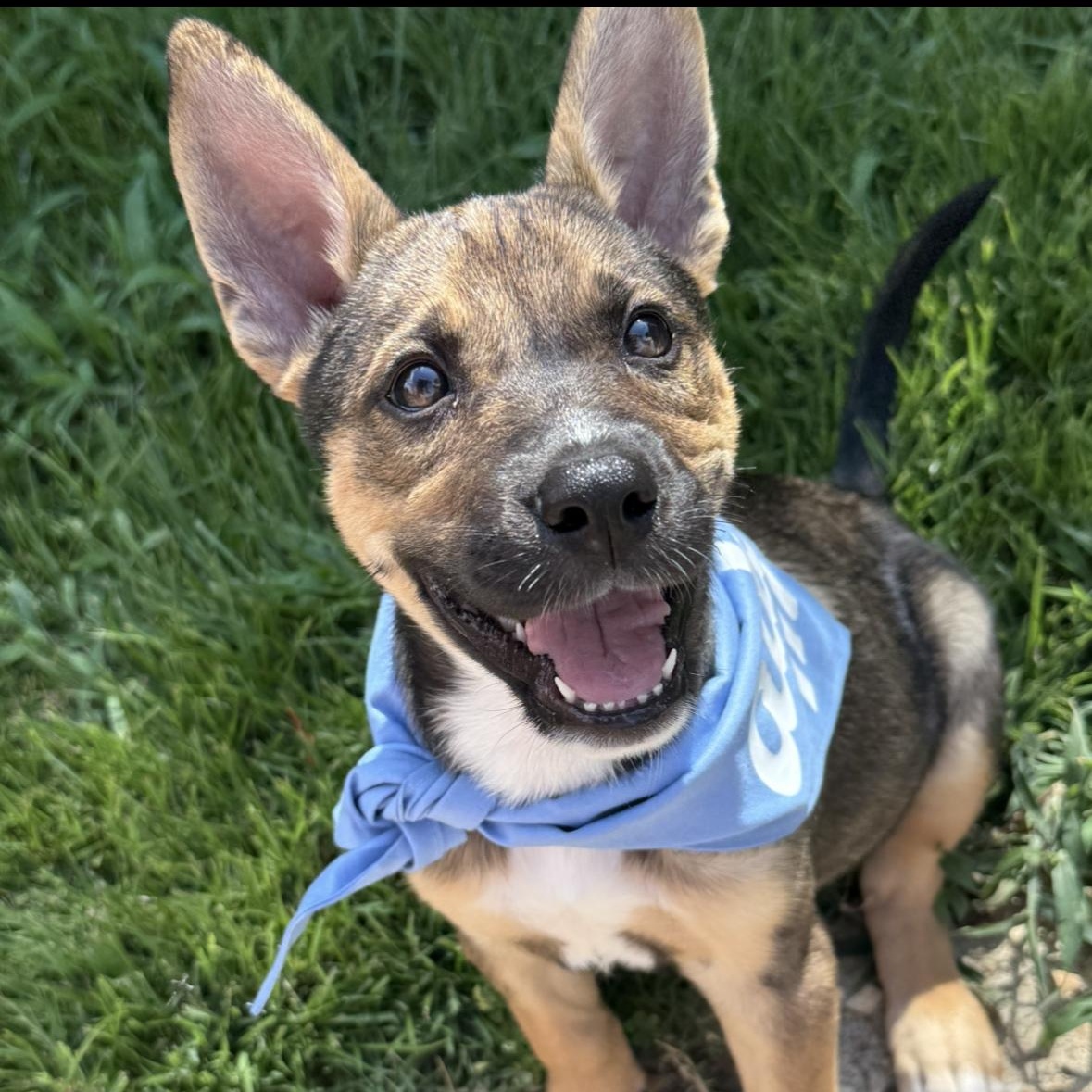 Telemachus, a Adoptable mixed breed in Richmond, VA image 6/6