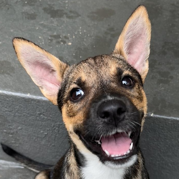 Telemachus, a Adoptable mixed breed in Richmond, VA image 2/6