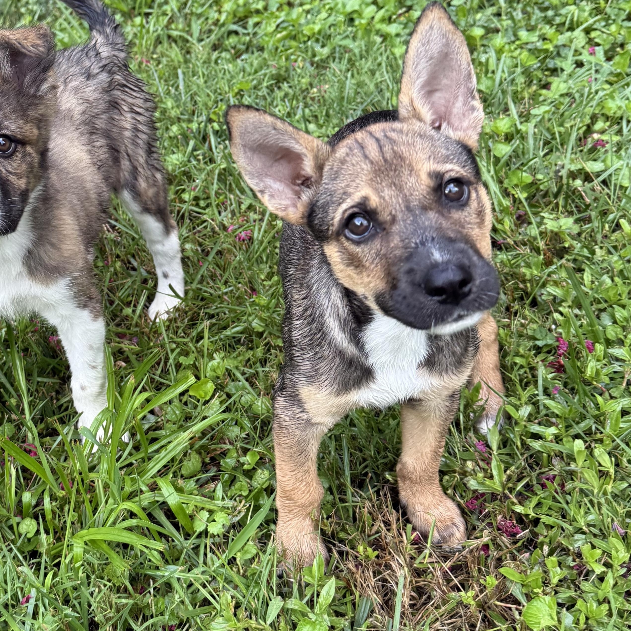 Telemachus, a Adoptable mixed breed in Richmond, VA image 5/6