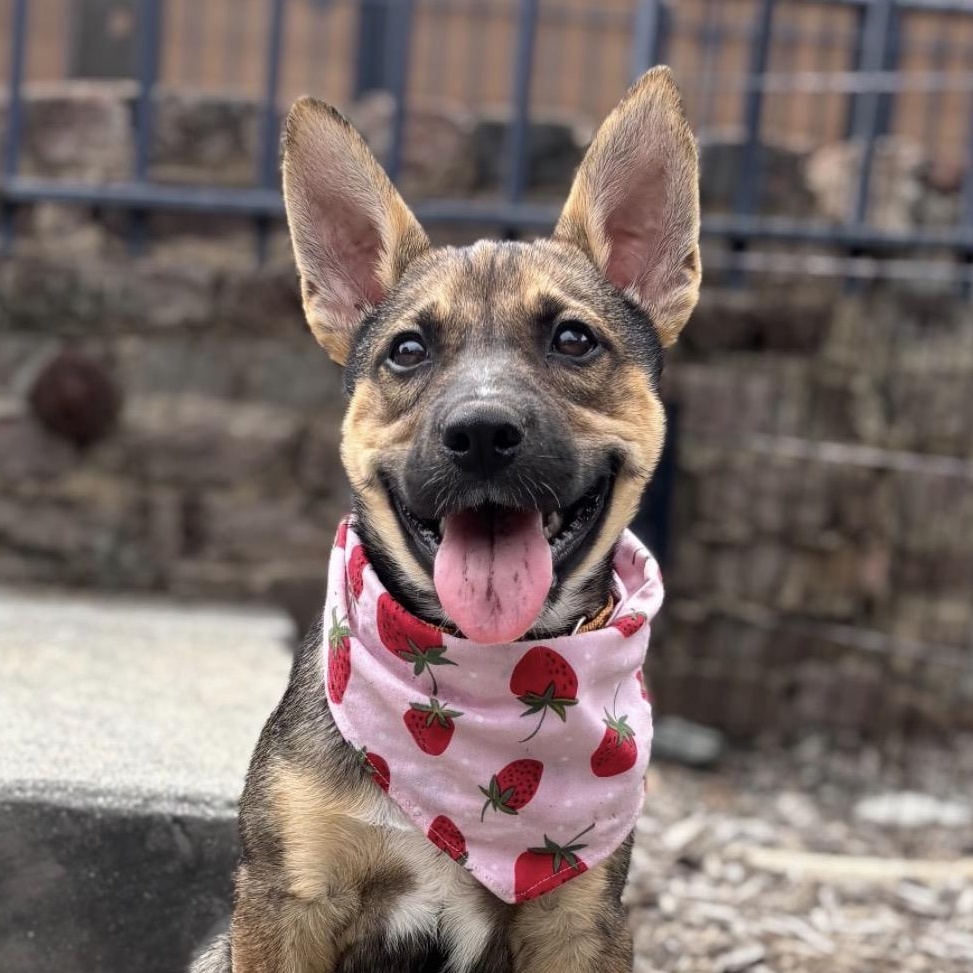 Telemachus, a Adoptable mixed breed in Richmond, VA image 1/6