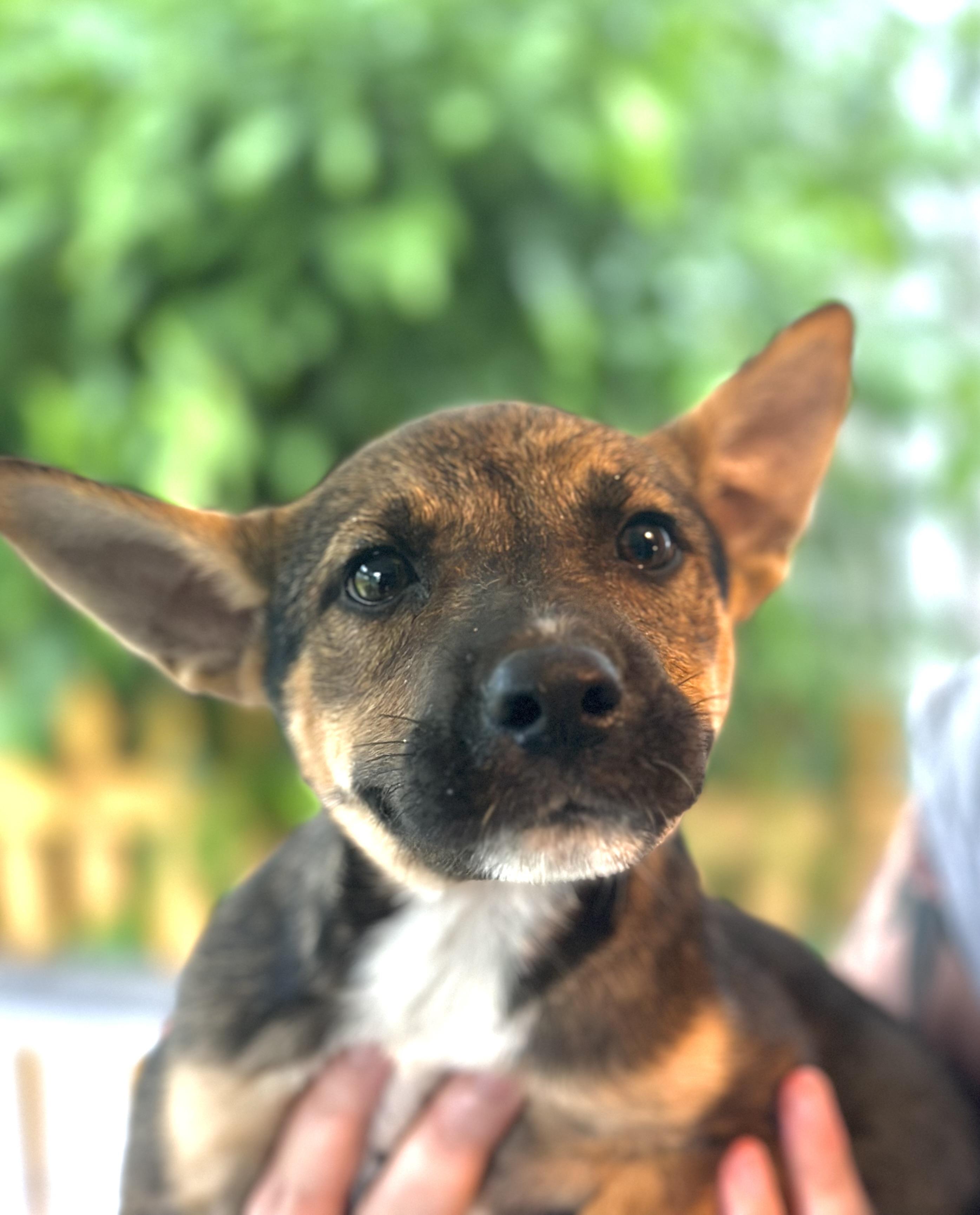 Telemachus, a Adoptable mixed breed in Richmond, VA image 3/6