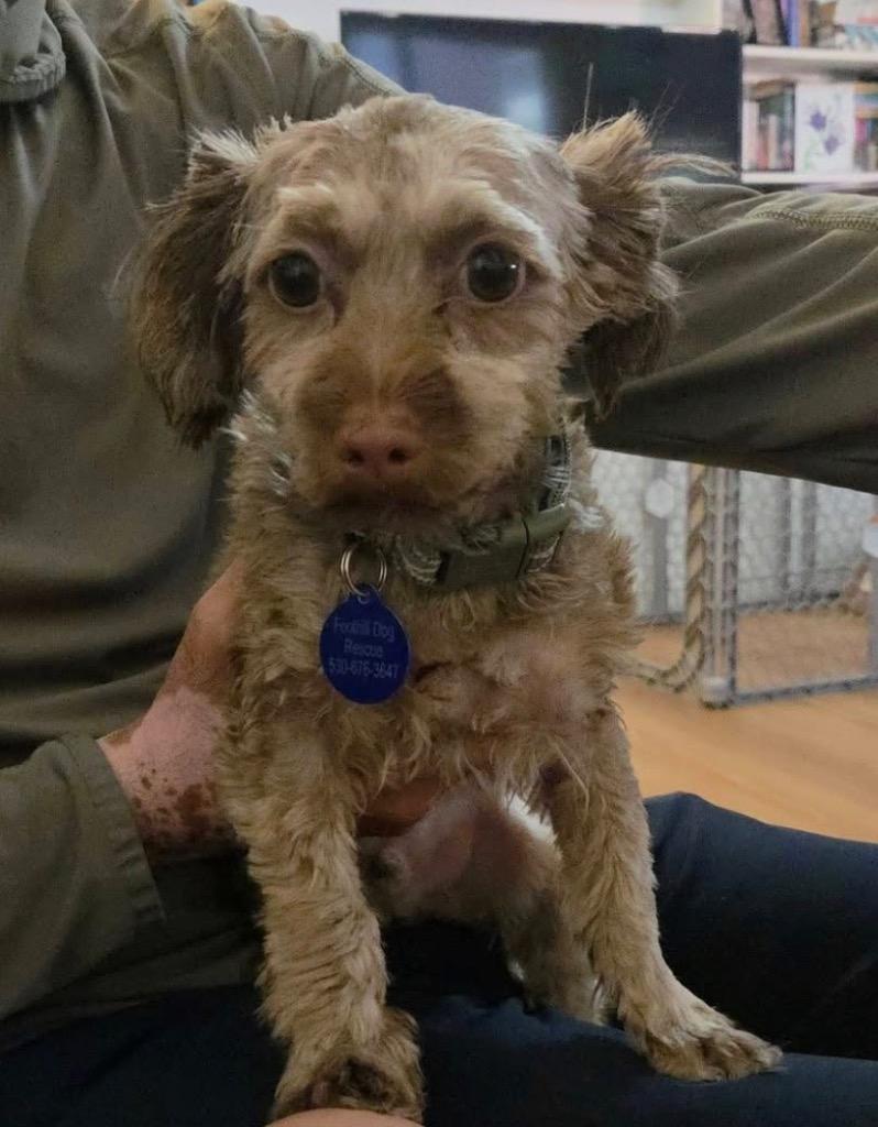26Brownie, Adoptable, Young Male Shih Tzu & Yorkshire Terrier.
