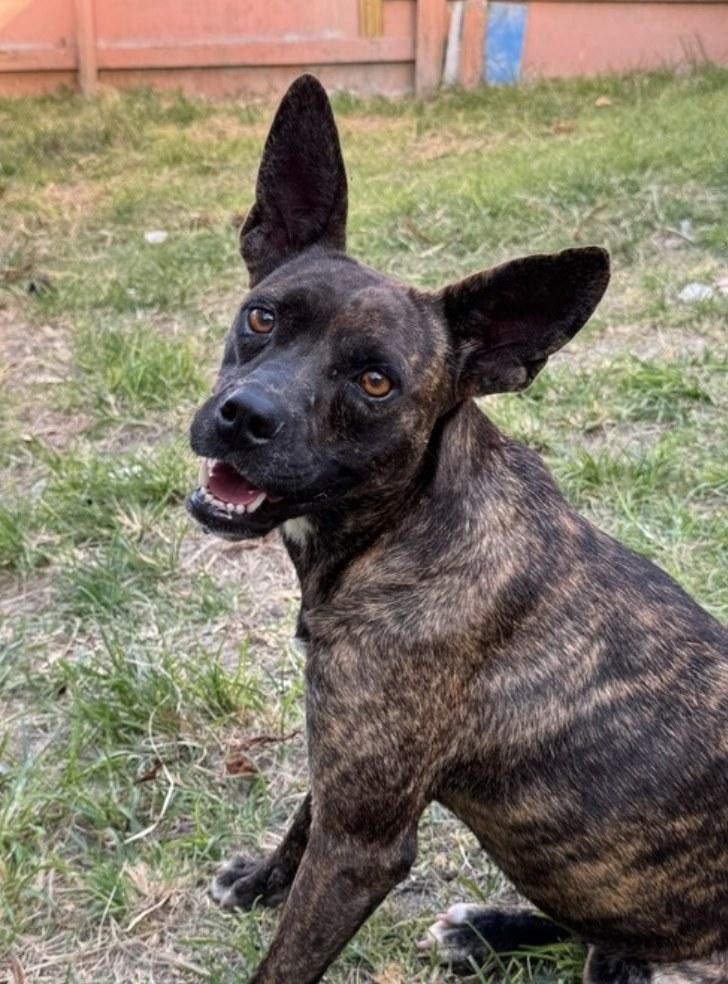 What is Foster to Adopt Dog: A Loving Transition Explained