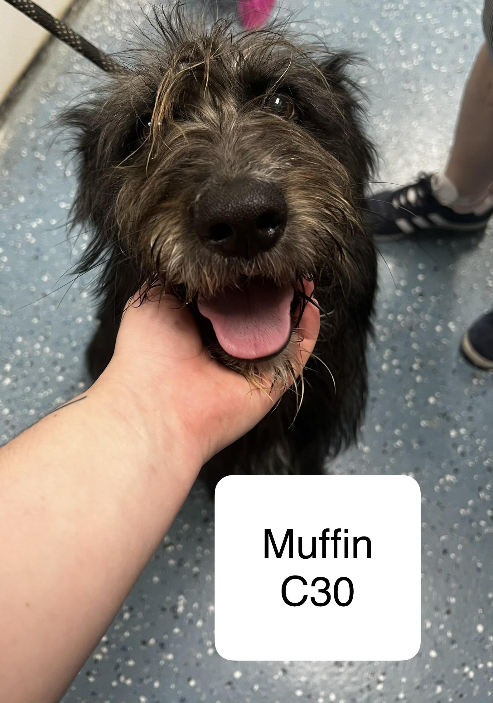 Muffin, ADOPTABLE, Young Female German Shepherd Dog & Labrador Retriever.