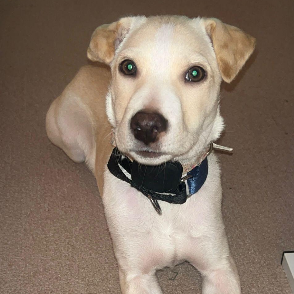 Stanford, ADOPTABLE, Puppy Male Retriever.