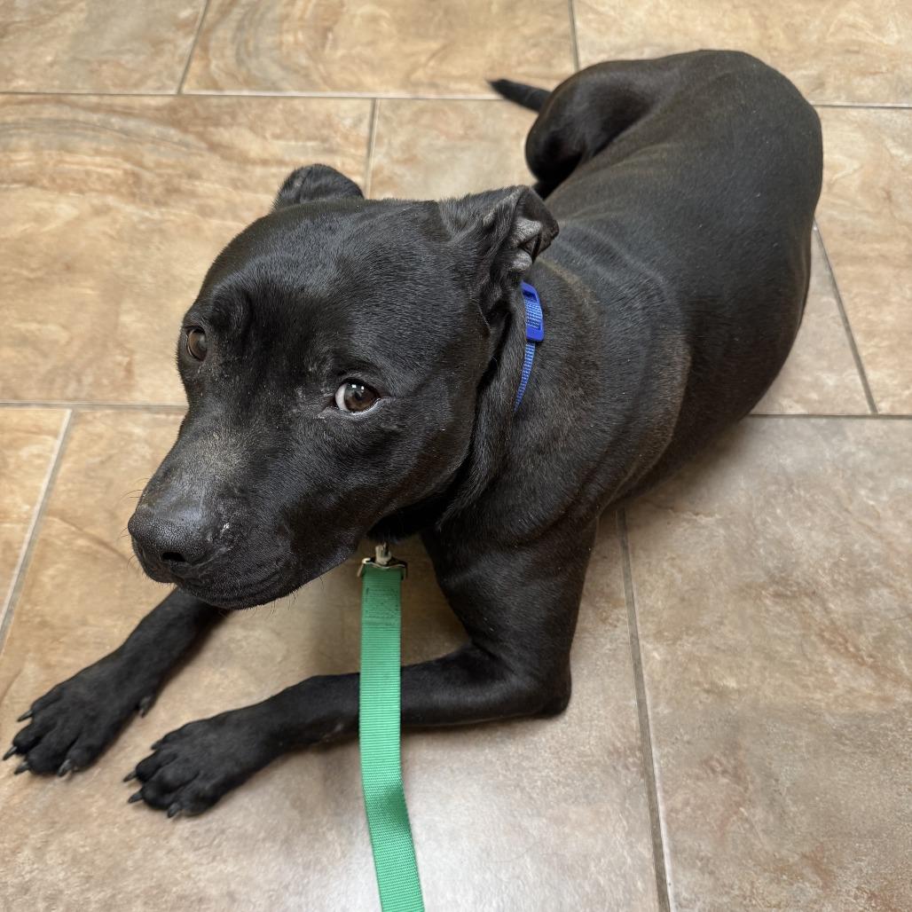 Enlarge Guinness, a Adoptable Pit Bull Terrier in Huntsville, AL image 1/6