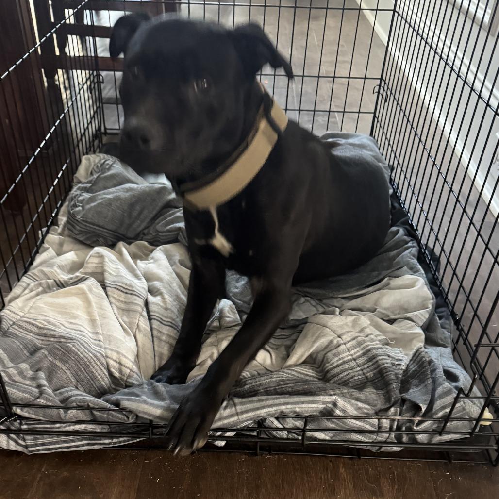 Enlarge Guinness, a Adoptable Pit Bull Terrier in Huntsville, AL image 2/6