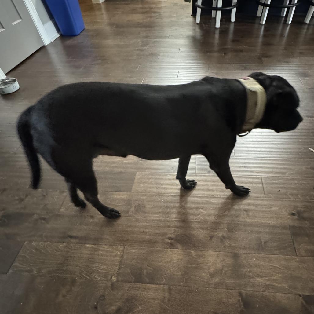 Enlarge Guinness, a Adoptable Pit Bull Terrier in Huntsville, AL image 3/6