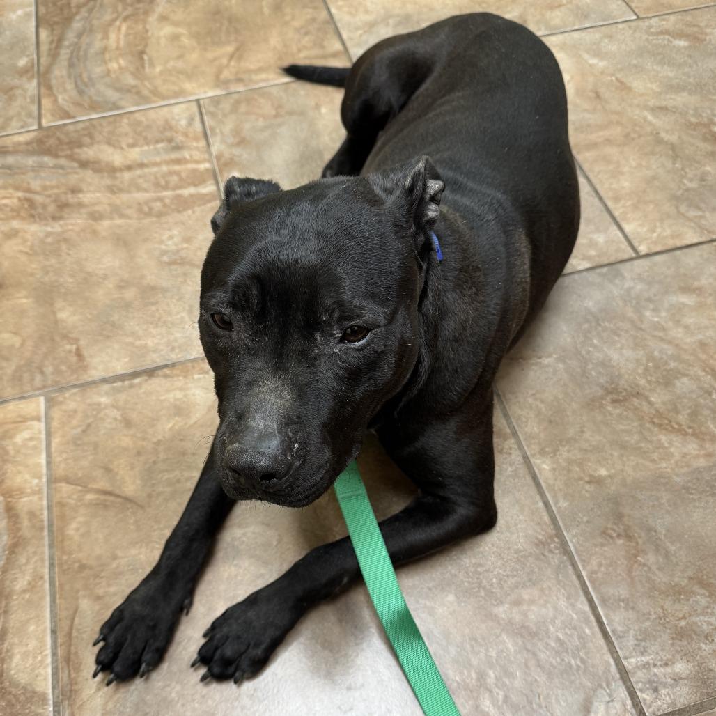 Enlarge Guinness, a Adoptable Pit Bull Terrier in Huntsville, AL image 4/6