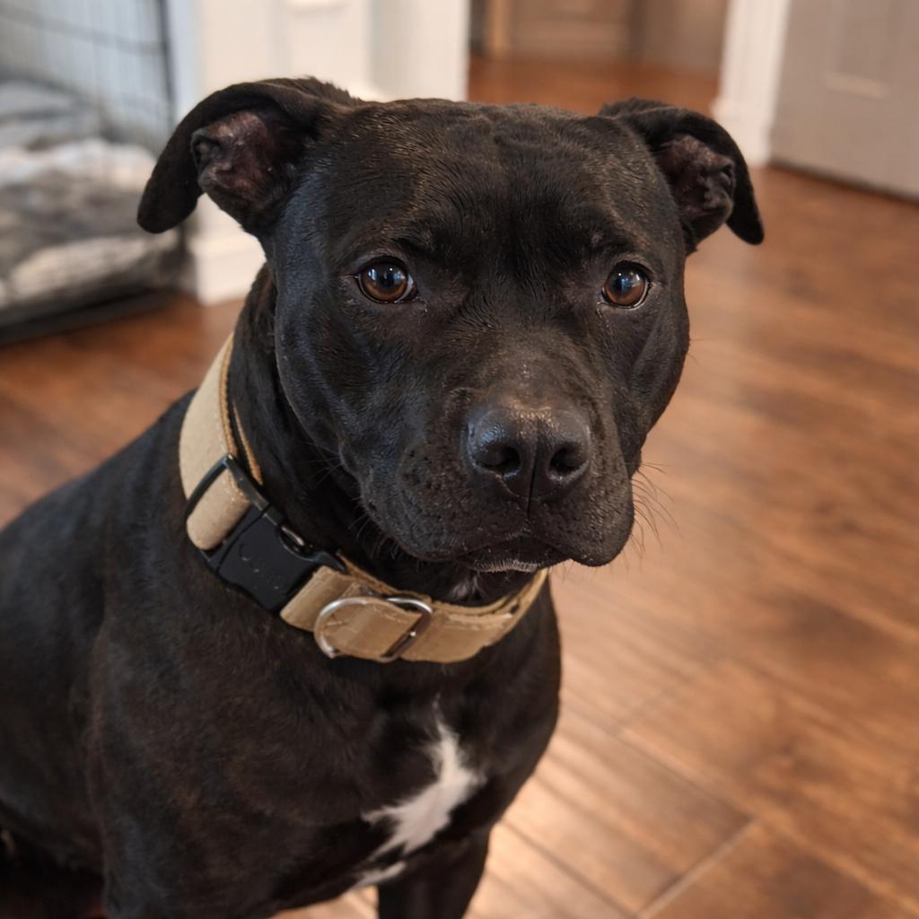 Enlarge Guinness, a Adoptable Pit Bull Terrier in Huntsville, AL image 5/6