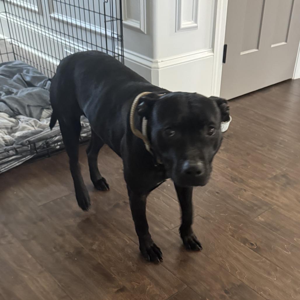 Enlarge Guinness, a Adoptable Pit Bull Terrier in Huntsville, AL image 6/6