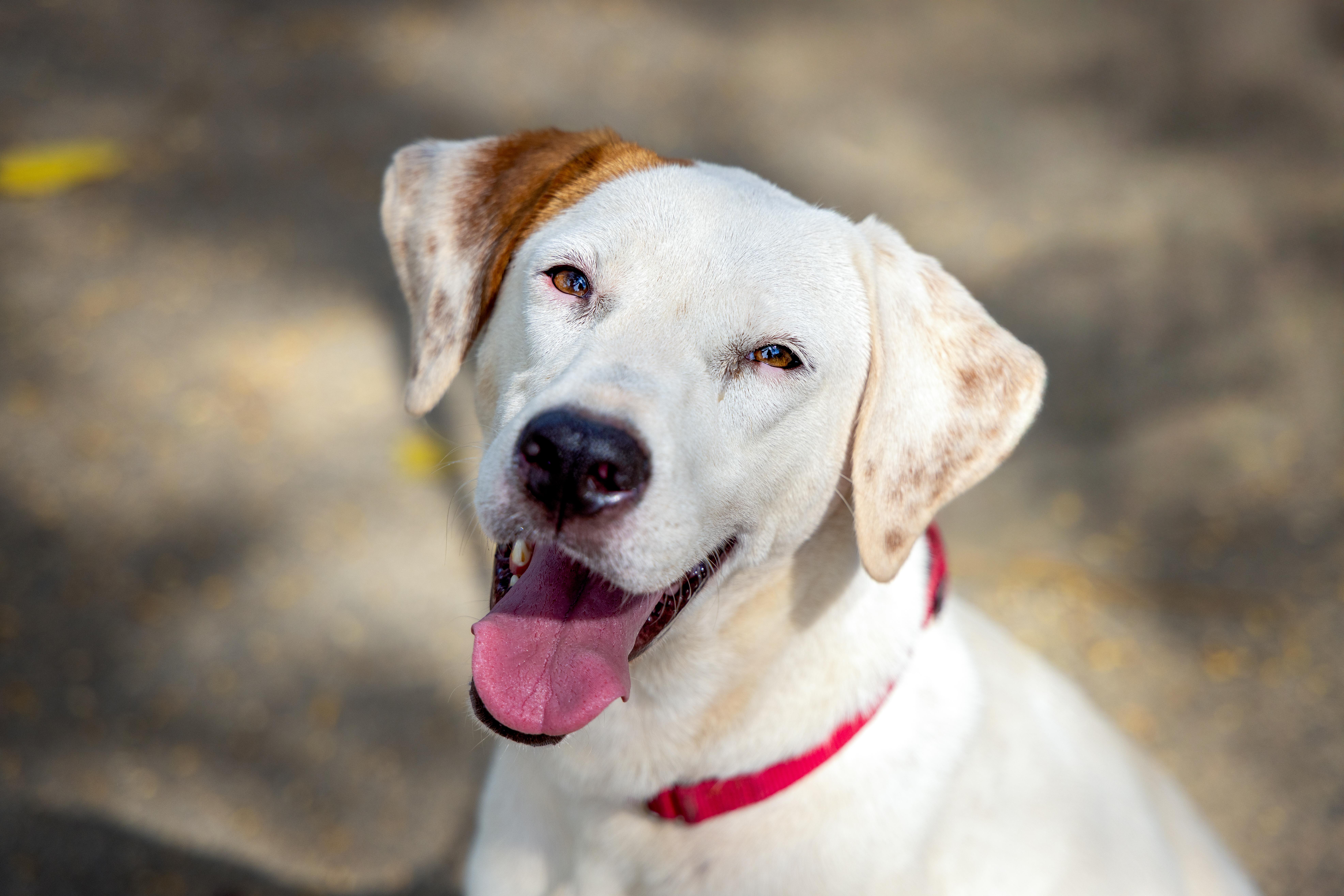 Enlarge Nuba, a Adoptable mixed breed in Victoria, BC image 1/5