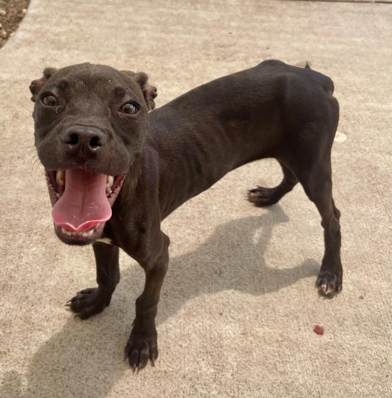 TOMMY, Adoptable, Puppy Male Pit Bull Terrier & Mixed Breed.
