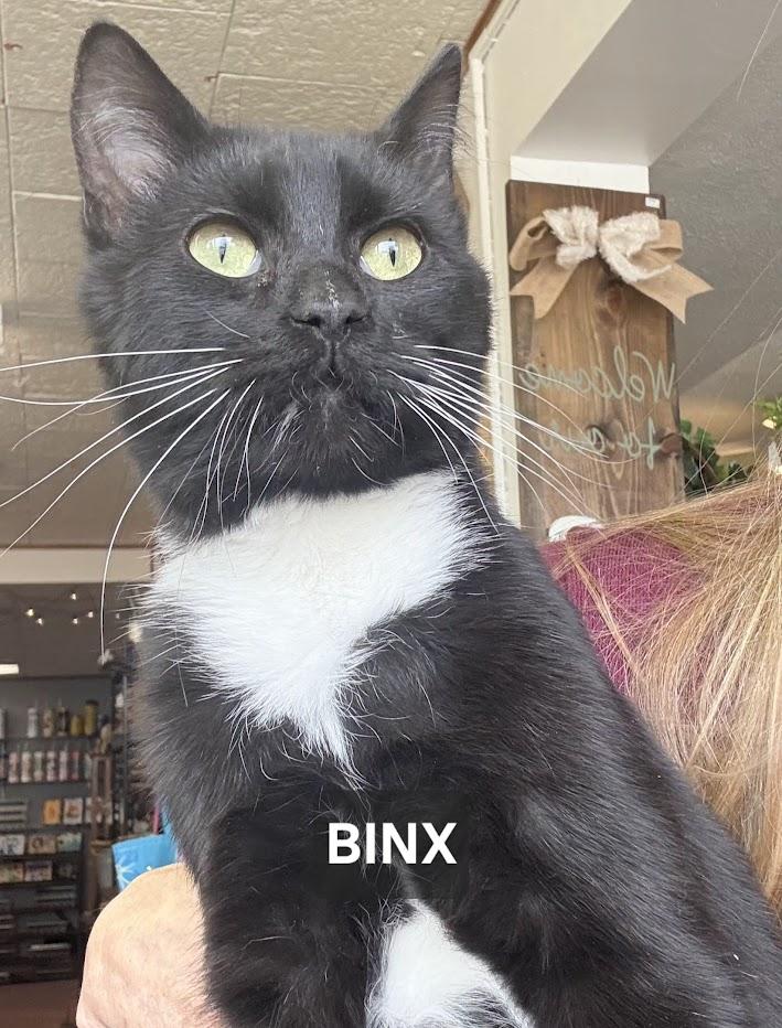 Enlarge Binx, an adopted Domestic Short Hair in Windom, MN image 1/1