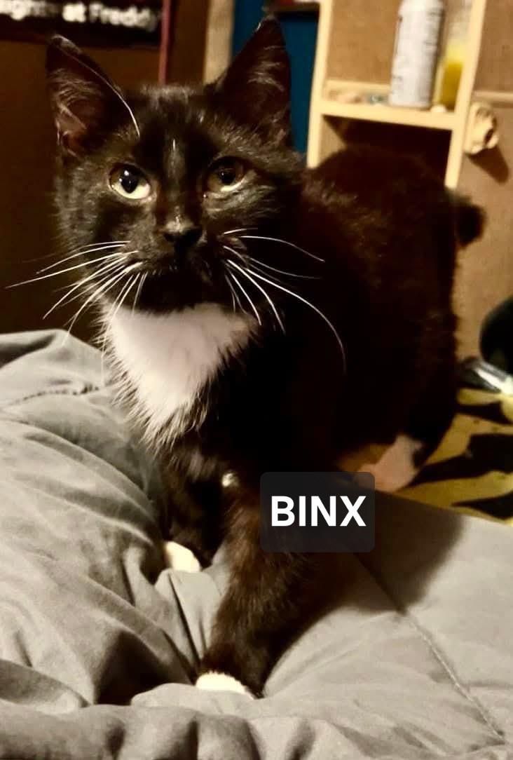 Enlarge Binx, a ADOPTABLE Domestic Short Hair in Windom, MN image 1/1