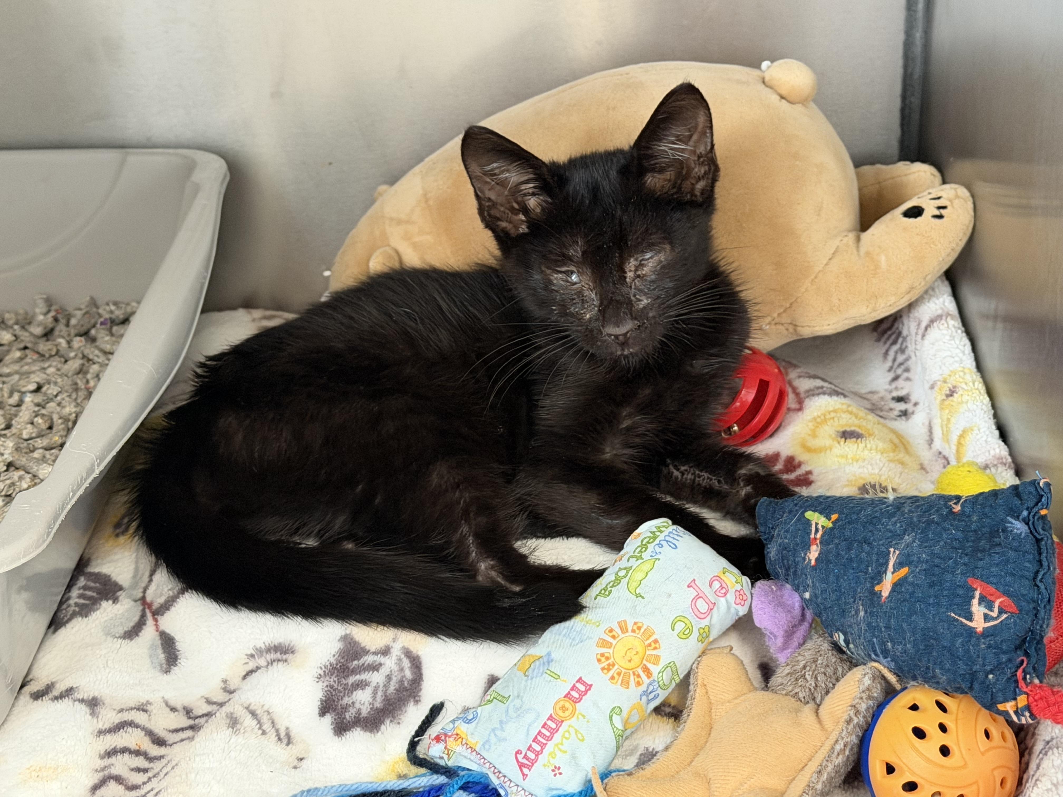Enlarge Lucky, a Adoptable Domestic Short Hair in Honolulu, HI image 1/6