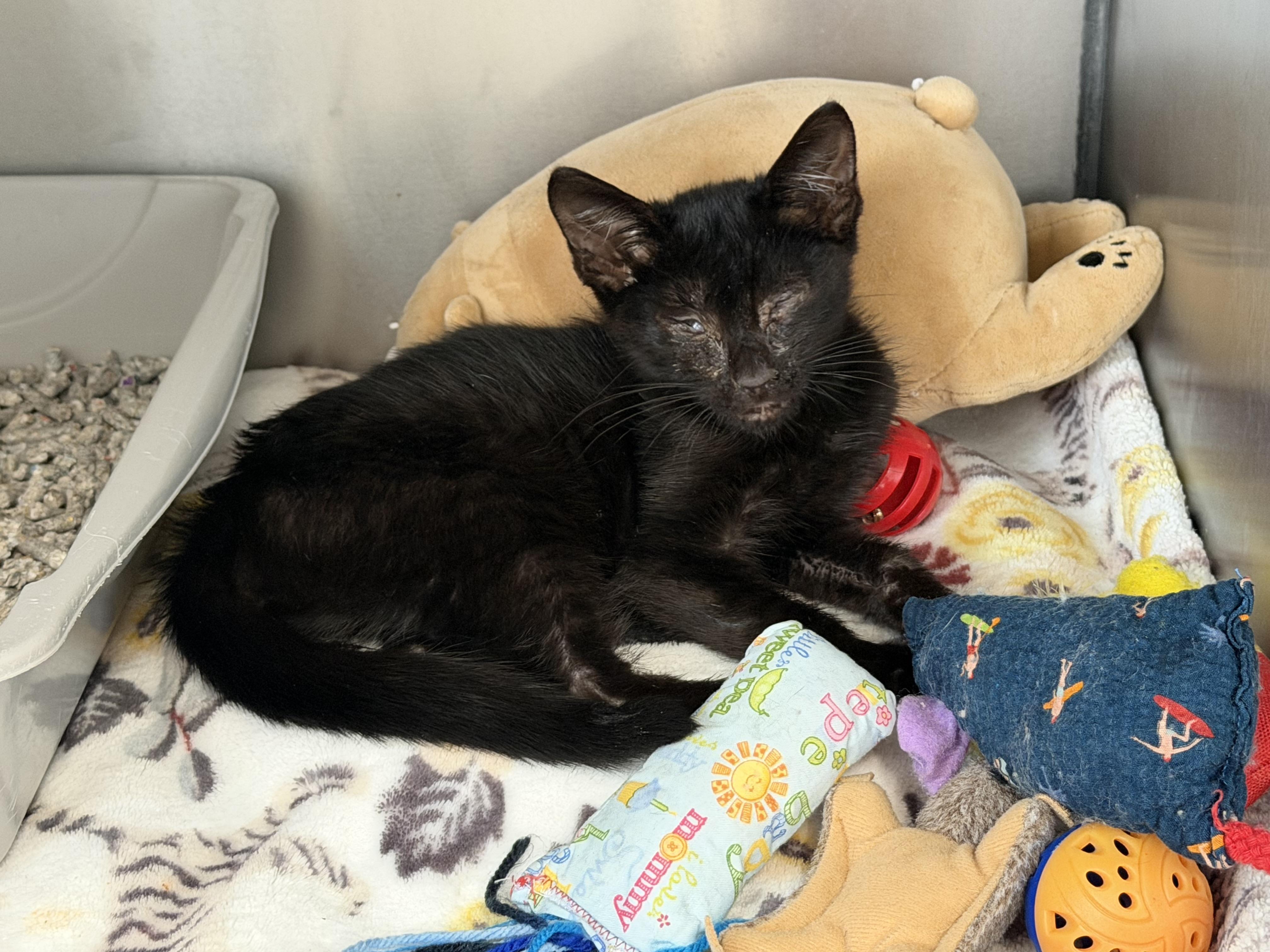 Enlarge Lucky, a Adoptable Domestic Short Hair in Honolulu, HI image 2/6