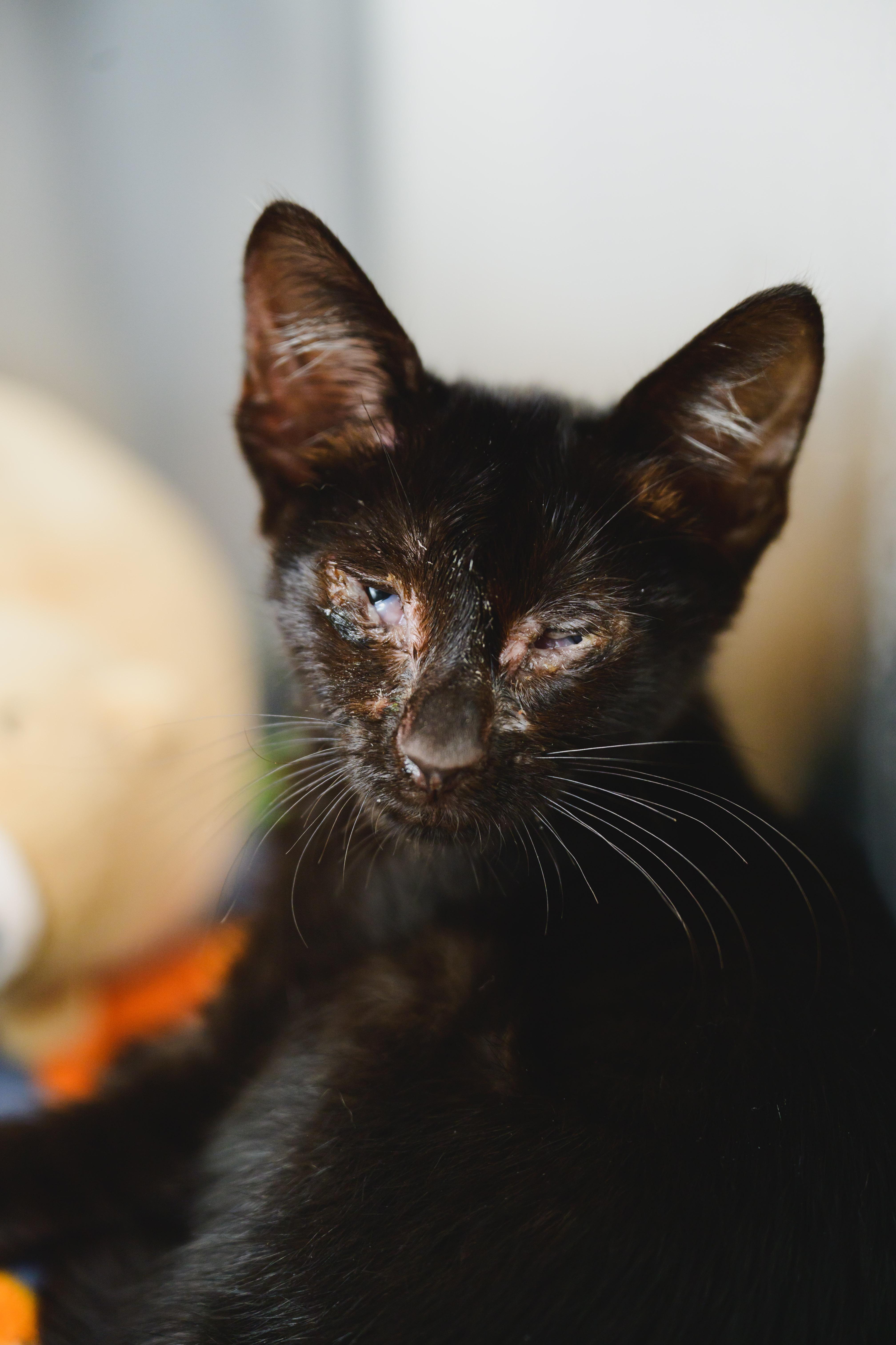 Enlarge Lucky, a Adoptable Domestic Short Hair in Honolulu, HI image 3/6