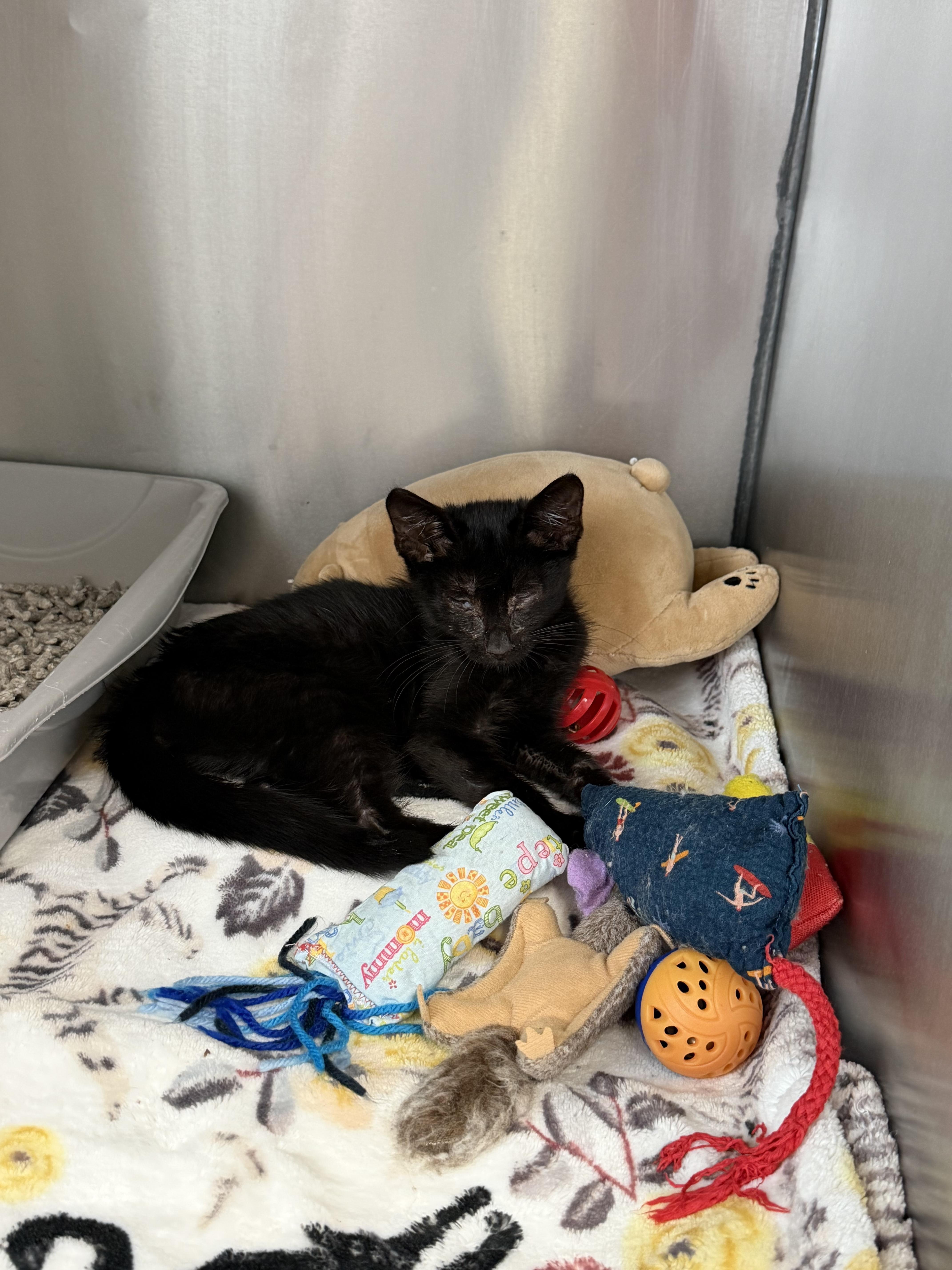 Enlarge Lucky, a Adoptable Domestic Short Hair in Honolulu, HI image 4/6