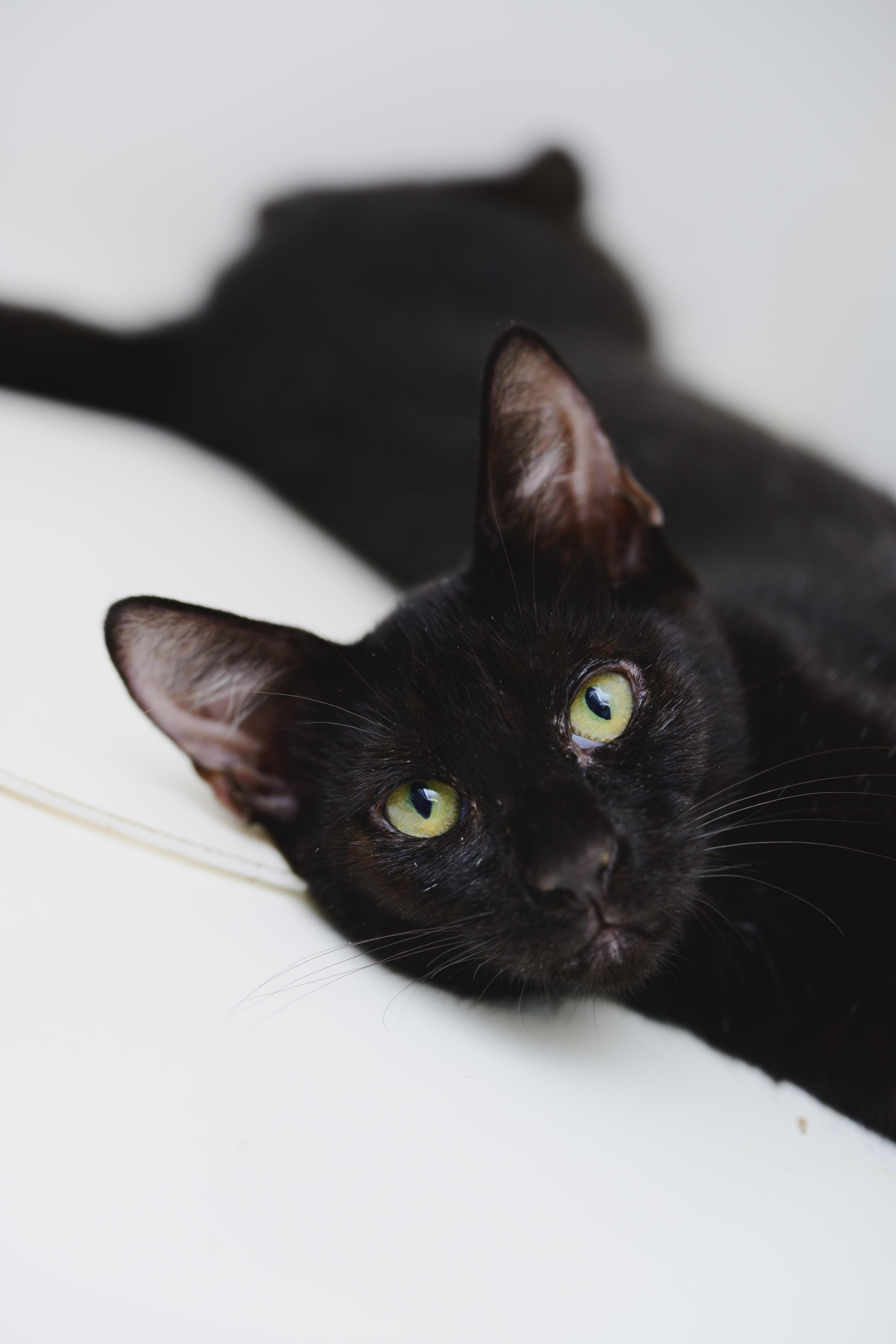 Enlarge Lucky, a Adoptable Domestic Short Hair in Honolulu, HI image 5/6