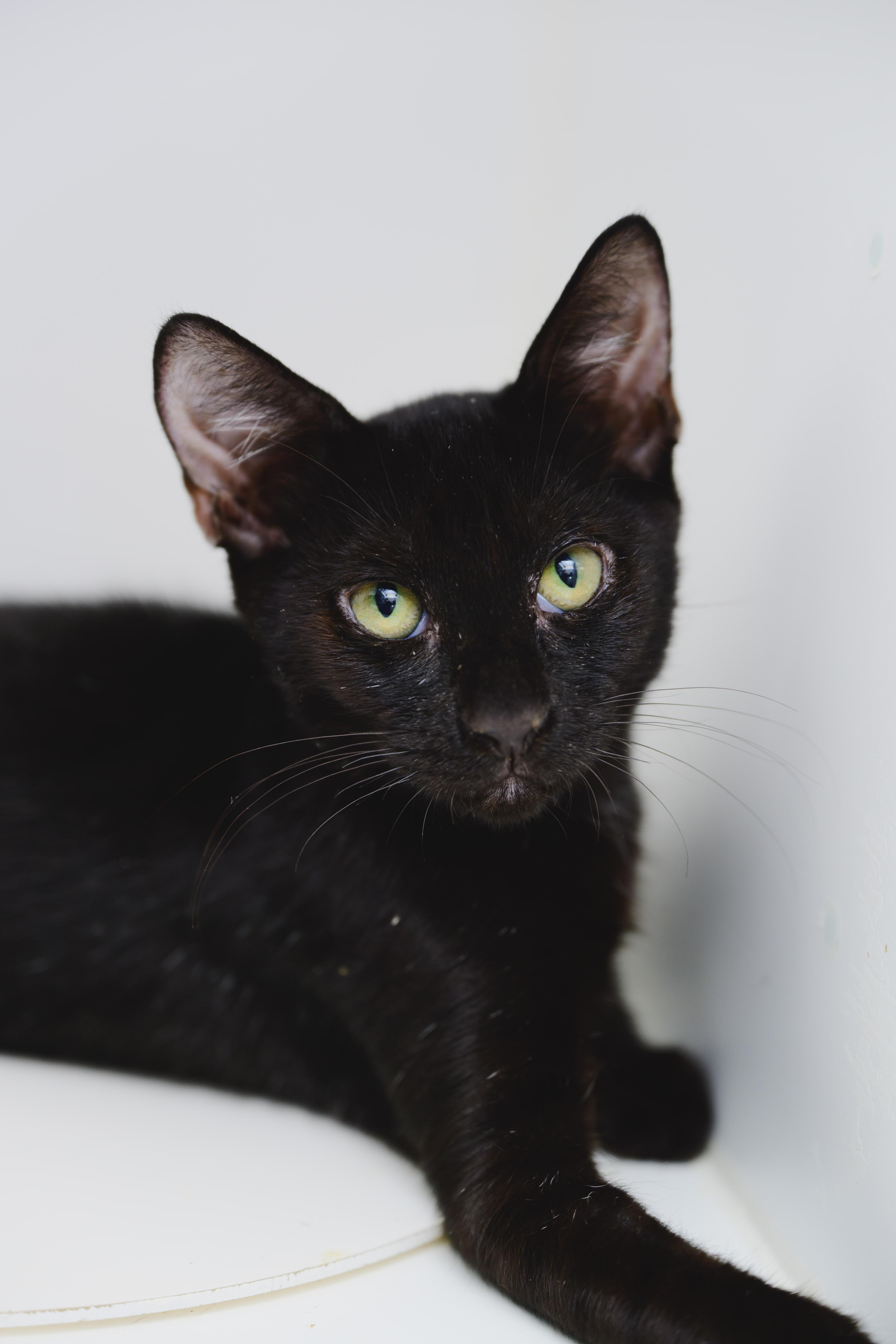 Enlarge Lucky, a Adoptable Domestic Short Hair in Honolulu, HI image 6/6