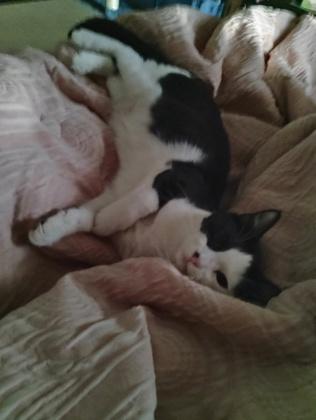 Sushi, a Adoptable mixed breed in Beatrice, NE image 1/3