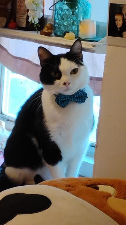 Sushi, a Adoptable mixed breed in Beatrice, NE image 2/3