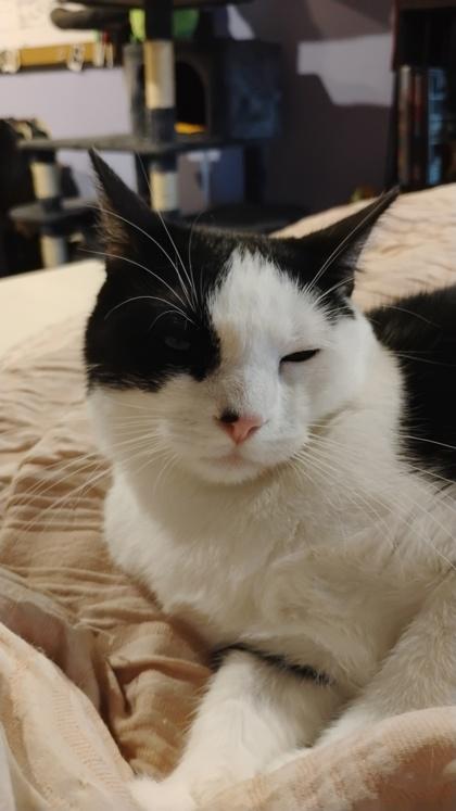 Sushi, a Adoptable mixed breed in Beatrice, NE image 3/3