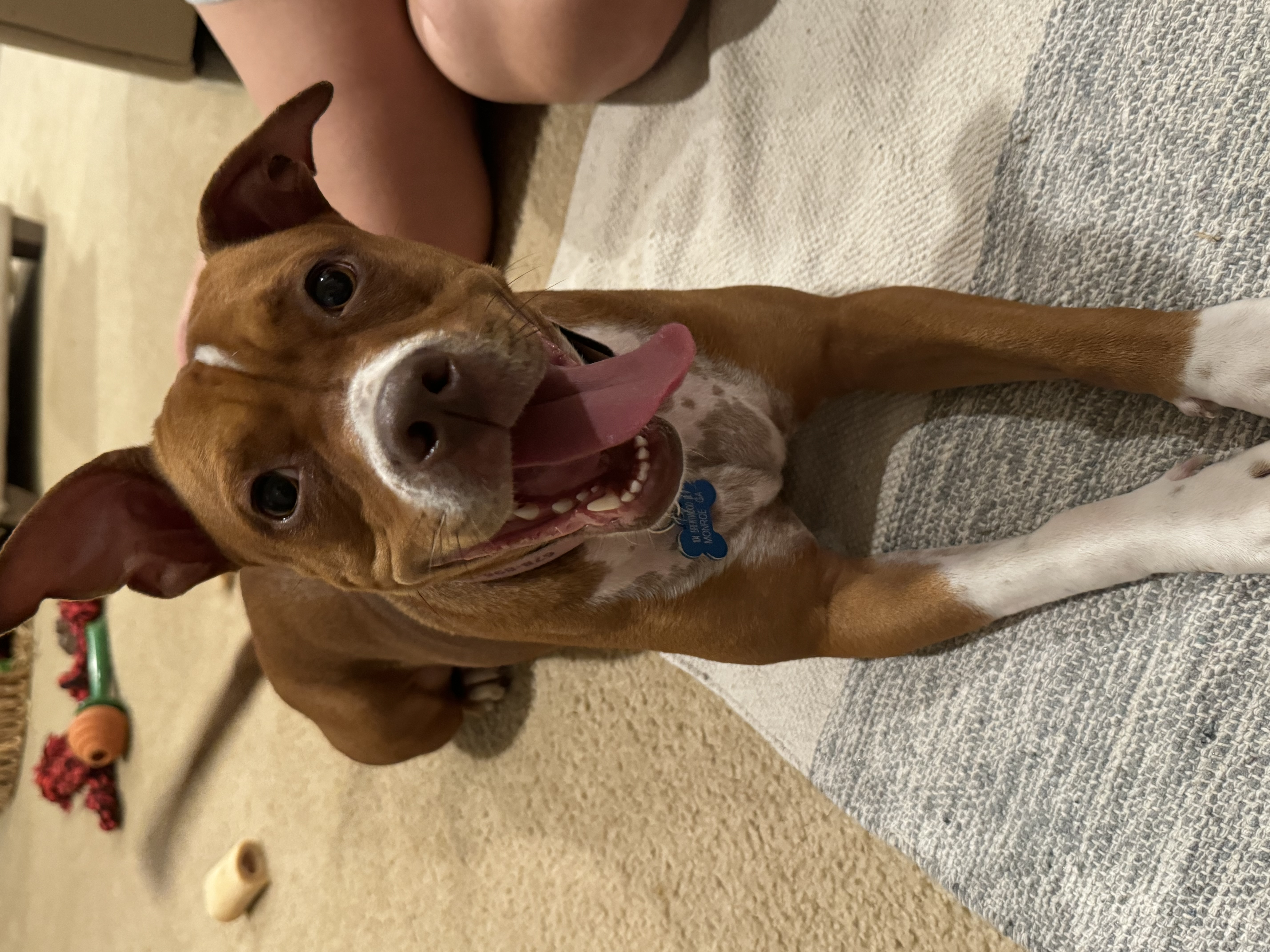 Luna, Adoptable, Adult Female Pit Bull Terrier.