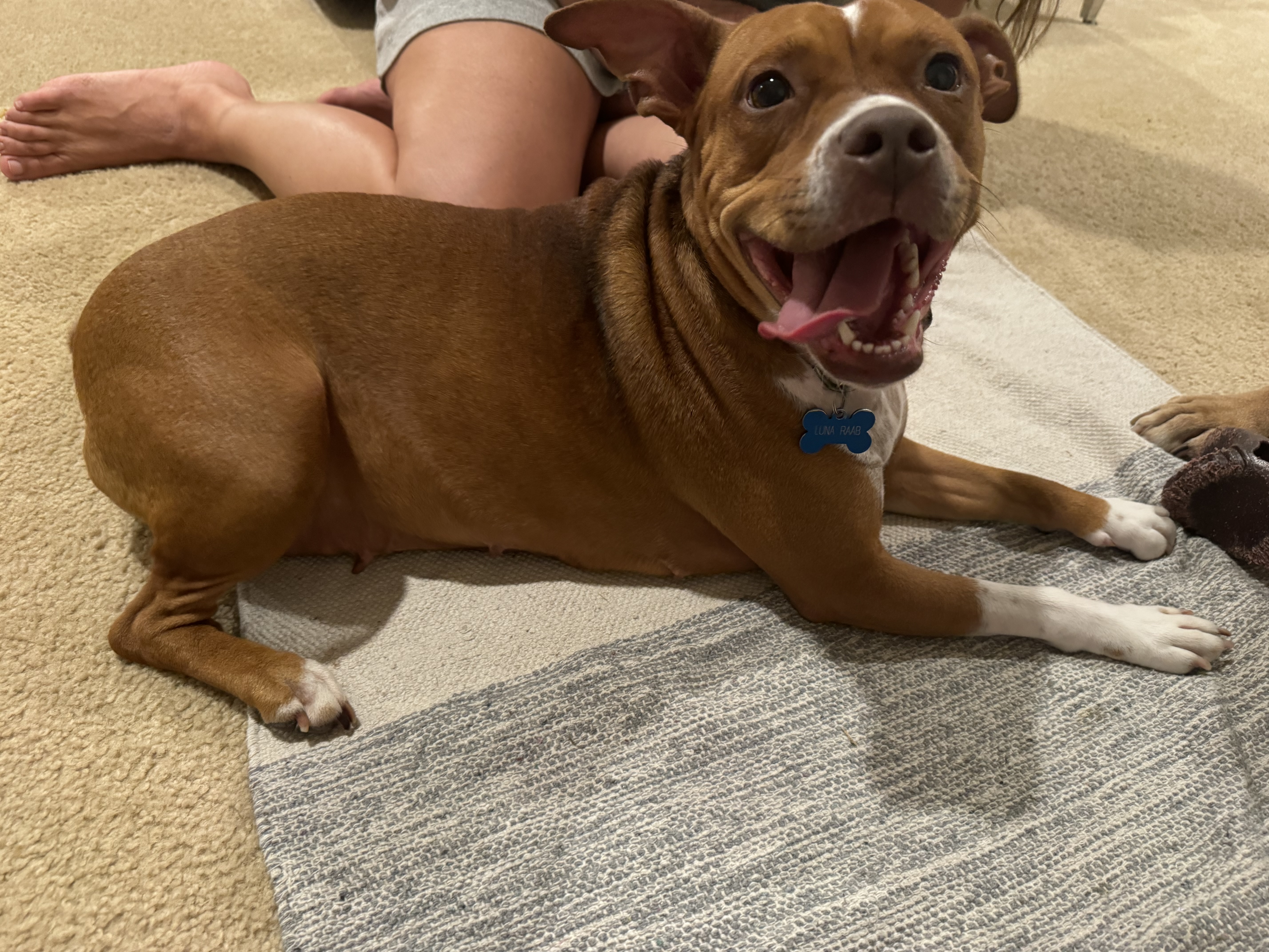 Luna, a Adoptable mixed breed in Grayson, GA image 1/4