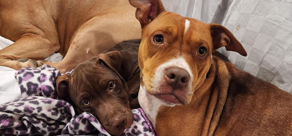 Luna, a Adoptable mixed breed in Grayson, GA image 2/4