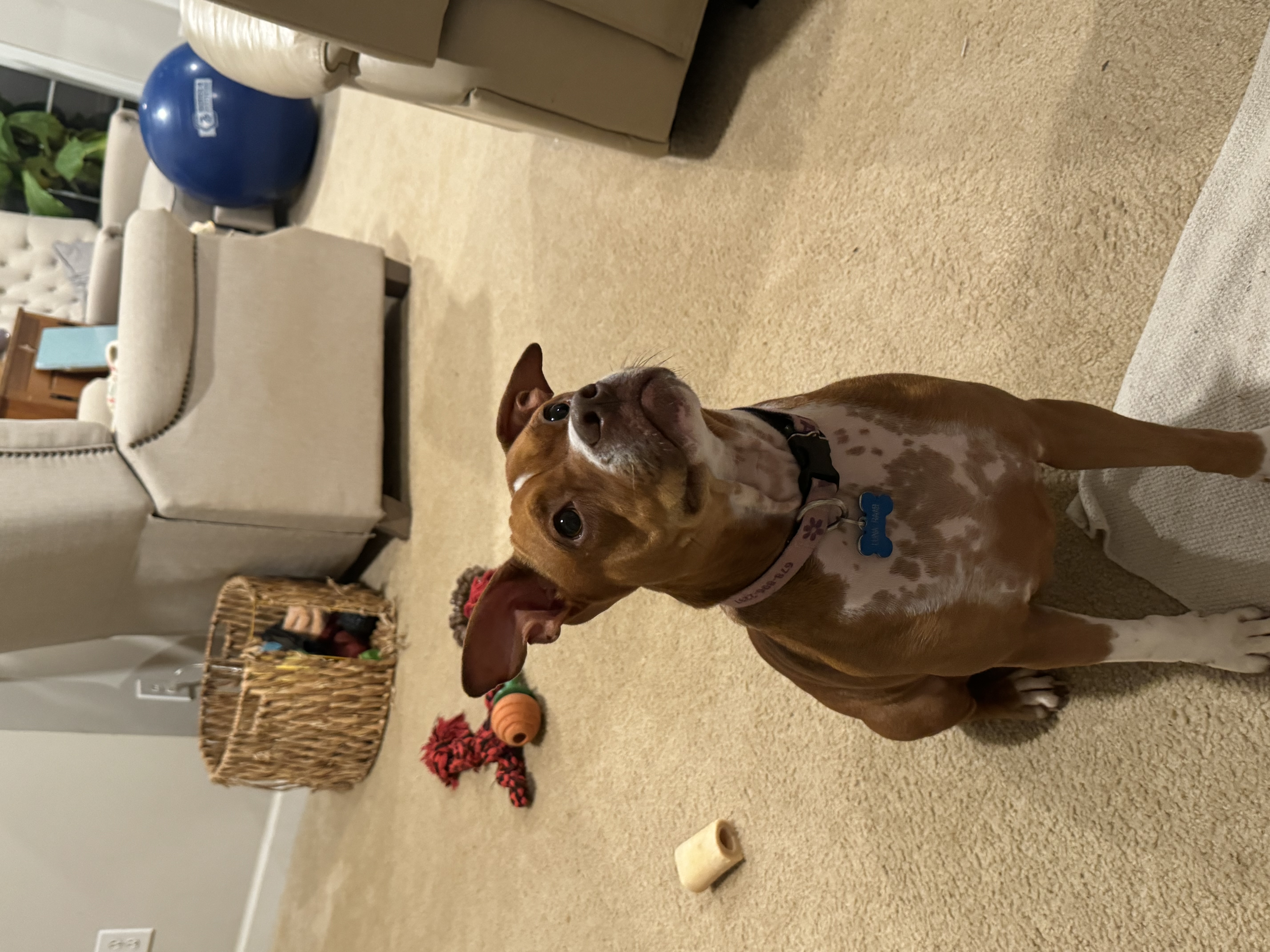 Luna, a Adoptable mixed breed in Grayson, GA image 3/4