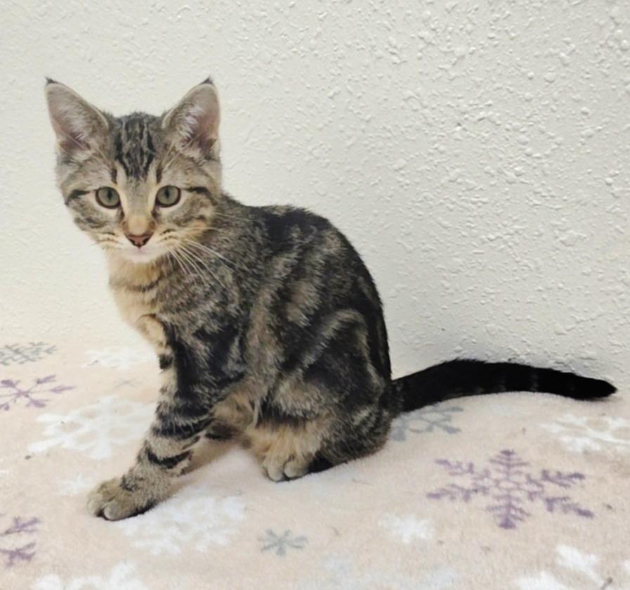 Enlarge Bissell, a Adoptable Domestic Short Hair in Red Wing, MN image 3/3