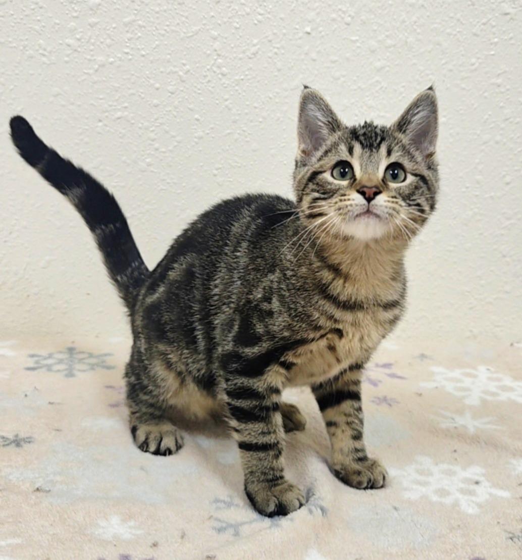 Bissell, Adoptable, Kitten Female Domestic Short Hair.