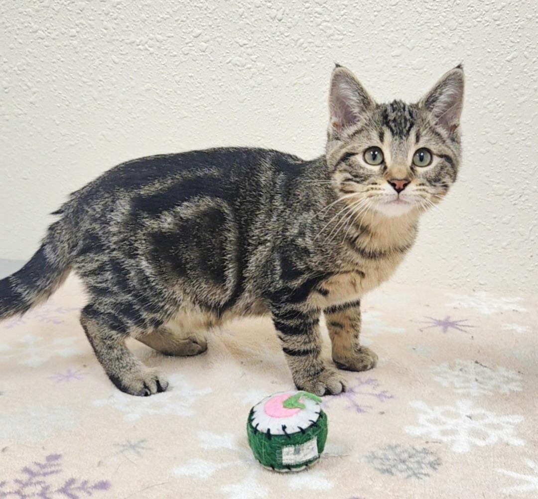 Enlarge Bissell, a Adoptable Domestic Short Hair in Red Wing, MN image 2/3
