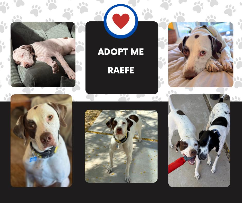 Raefe (AZ), adoptable, Young Male English Pointer.