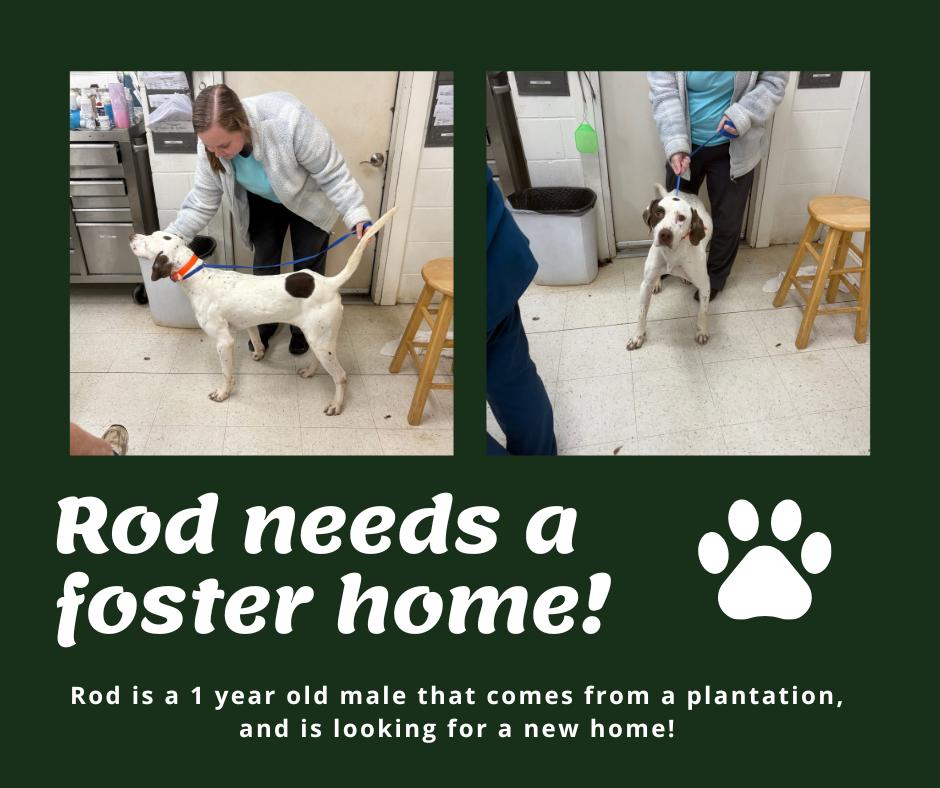 Enlarge Needs Foster Rod (GA), a ADOPTABLE English Pointer in Bridgeton, NJ image 1/1