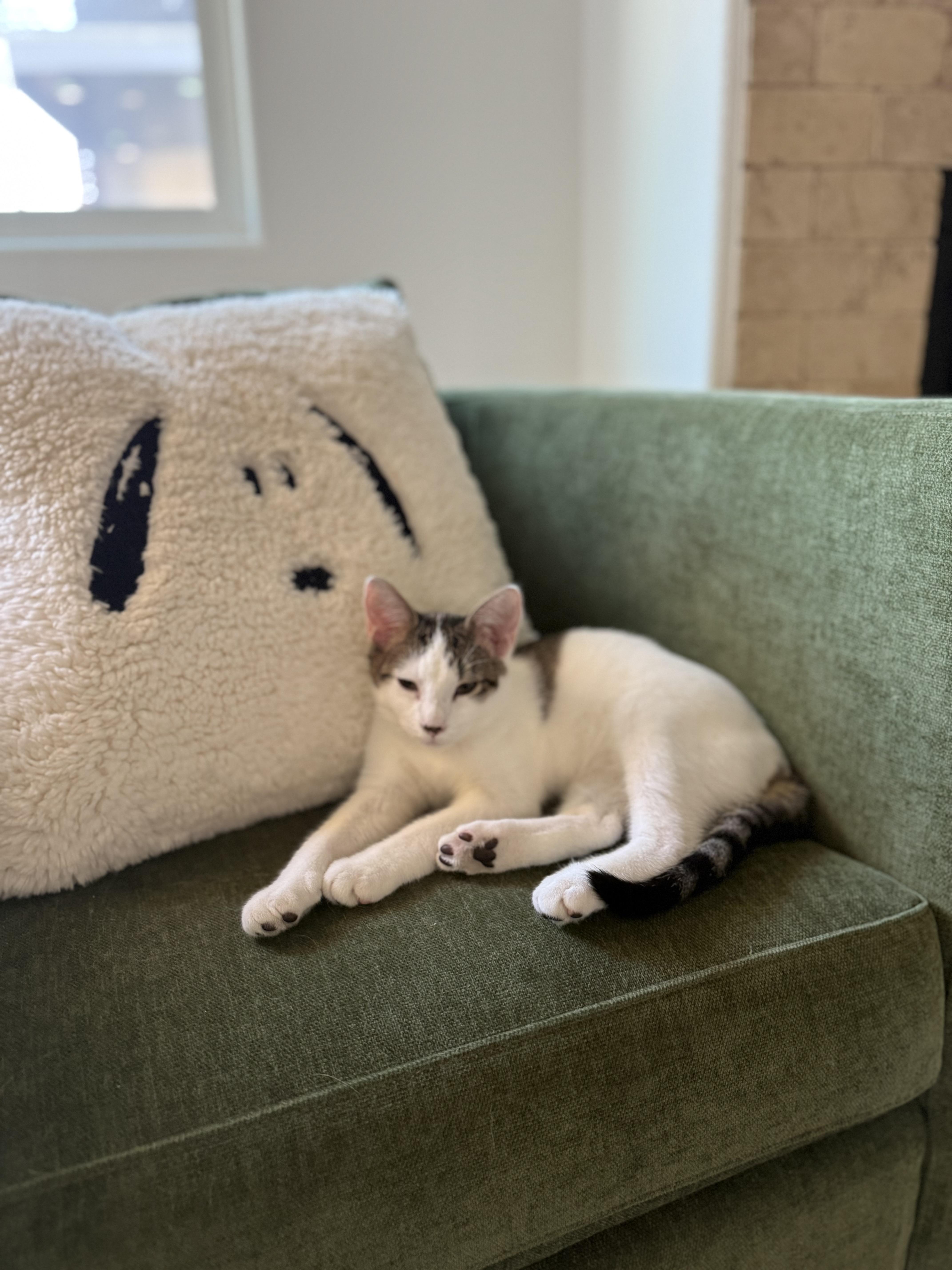 Chipsy, an adoptable Domestic Short Hair in Colorado Springs, CO, 80918 | Photo Image 1